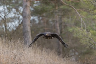 One white-tailed eagle (Haliaeetus albicilla) flying off of a pine tree standing in dry grass on