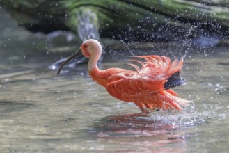 A scarlet ibis (Eudocimus ruber) stands bathing in the shallow water of a riverbank. Water splashes