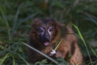 One red-bellied lemur (Eulemur rubriventer) sitting on grass, feeding on a leaf. Green vegetation