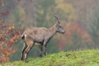 A female ibex (Capra ibex) walks down a hill on a green meadow on a cloudy day. A forest in autumn