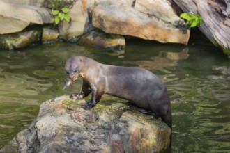 A giant otter or giant river otter (Pteronura brasiliensis) sits on a rock in the shallow water of