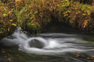 Flowing water with ferns and rocks in the Edmunds Gorge in autumn. River Kamnitz, Hrensko, Ustecky