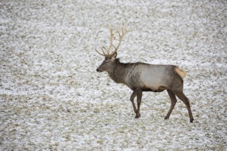 One Altai maral stag, Altai wapiti or Altai elk (Cervus canadensis sibiricus) stands on a snowy