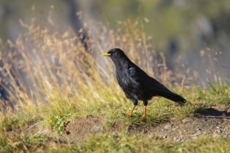 One young Alpine chough or yellow-billed chough (Pyrrhocorax graculus) stands on grass in the