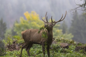 Young red deer buck with small antlers in a forest, feeding on leafes