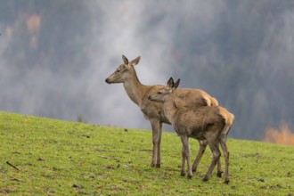 Two female red deer (Cervus elaphus) stand on a meadow. Early morning light with a forest in mist