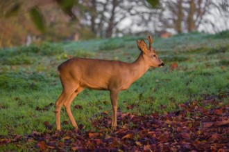 A roebuck (Capreolus capreolus) runs across a meadow at sunrise