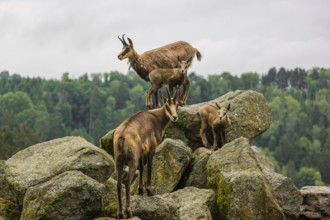 Two adult female chamois (Rupicapra rupicapra) with their two babies stand on a rock. A green