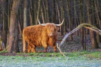 One Highland cow (Bos (primigenius) taurus) stands at a forest edge