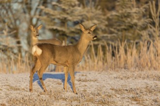 Roe deer on hoar frosted meadow at minus 15 °C at sunrise. Trees and dead stinging nettle in