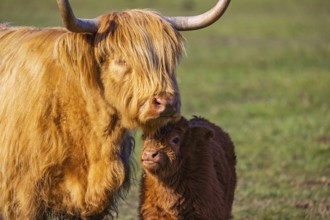 One Highland cow (Bos (primigenius) taurus) stands side by side with her calf on a meadow