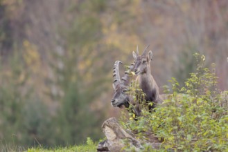 A male and a young ibex (Capra ibex) standing on a cloudy day on a green meadow on top of a hill. A