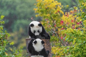 Two Giant Pandas, cubs, ailuropoda melanoleuca, climb in a tree