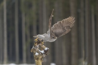 Northern goshawk, Accipiter gentilis, flying through a forest in winter and lands on a dead branch