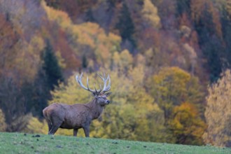 One red deer stag (Cervus elaphus) standing on a meadow on hilly ground. A forest in fall foliage