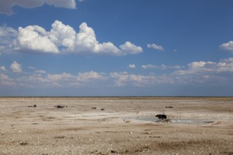 Landscape with waterhole, Etosha National Park