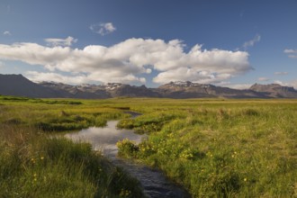 Wet flowering meadow at Ytri Tunga, West Iceland. Sunny day with blue sky and some clouds