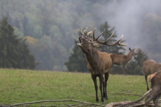 Red Deer buck standing on a meadow in autumn. Fog and trees in the background. Rutting season,