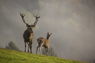 A red deer stag (Cervus elaphus) and a hind are standing in a meadow in hilly terrain. A forest