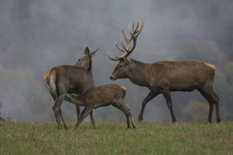 Red Deer buck standing on a meadow in autumn. Fog and trees in the background. Family picture with