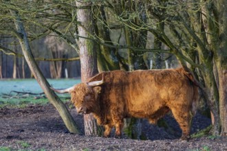 One Highland bull (Bos (primigenius) taurus) stands at a forest edge