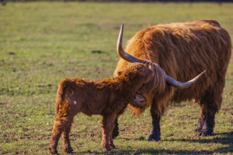 One Highland cow (Bos (primigenius) taurus) stands on a meadow and licks her calf clean