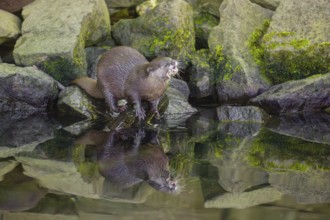 An oriental small-clawed otter or Asian small-clawed otter (Aonyx cinerea) stands on a rocky shore