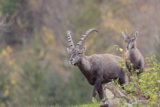 A male and a young ibex (Capra ibex) standing on a cloudy day on a green meadow on top of a hill. A