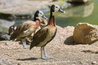 White-faced Whistling Duck on the Bank of the Pond Usti Nad Labem, Czech Republic, Europe