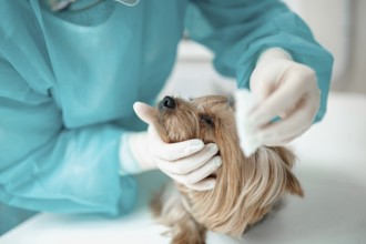 Veterinarian providing detailed grooming and care to a small dog