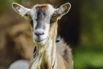 Portrait Of A Looking Smug Billy Goat Lithuania