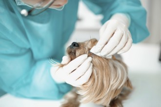 Veterinarian's focused attention during a dog's detailed examination