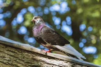 Portrait Of Brown Peacock Dove