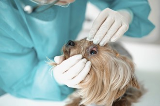 A vet inspects a dog's eye while wearing gloves and a blue gown