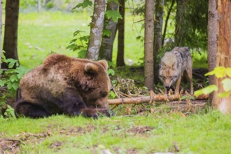 A eurasian grey wolf (Canis lupus lupus) meets an european brown bear (Ursus arctos arctos)