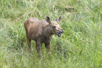 Moose (Alces alces) calf standing on a wet meadow. Green grass around