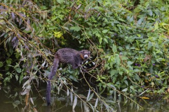 One male mongoose lemur (Eulemur mongoz) sitting on a twig in riparian vegetation, right above the