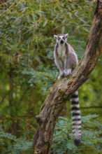 A ring-tailed lemur (Lemur catta) stands high up on a branch of tree with fresh green leafs