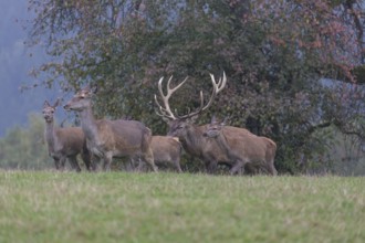 Red Deer buck and does standing on a meadow in autumn. Fog and trees in the background