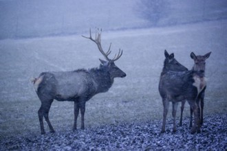 One Altai maral stag and two female, Altai wapiti or Altai elk (Cervus canadensis sibiricus) stand