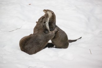 Two adult otters (Lutra lutra) playing together in snowy hilly terrain