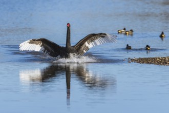 Black Swan, Cygnus atratus, bird in flight over winter marshes