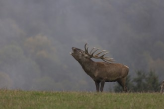 Red Deer buck standing on a meadow in autumn. Fog and trees in the background. Rutting season,