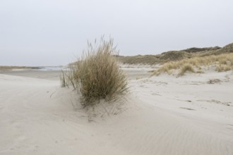 Dune landscape, Amrum, Schleswig-Holstein, Germany, Europe