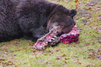 An adult brown bear (Ursus arctos arctos) lies on green grass in the forest and chews on a bone,