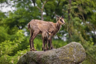 An adult female chamois (Rupicapra rupicapra) and her cub stand on a rock. A green forest is in the