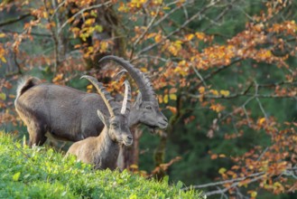 Two male ibex (Capra ibex) standing on a green meadow in bright sunlight