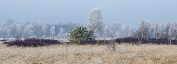 Moorland landscape in hoarfrost, Emsland, Lower Saxony, Germany, Europe