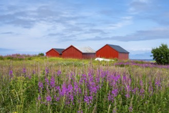 Red boathouses on the Lofoten coast, Gimsoy Island, Lofoten, Norway, Europe