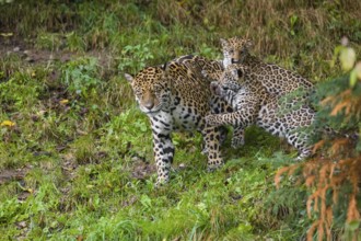 Two female jaguar cubs (Panthera onca), 4 months old, play with their mother